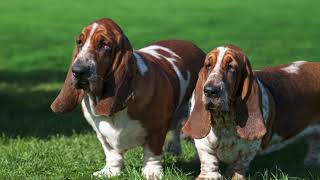 10 Interesting Facts About Basset Hounds [upl. by Asyen]