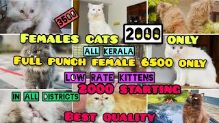 Persian cat for 1500🤯Quality kittens sale in keralaDomestic Gallery [upl. by Haugen857]