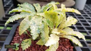 How to distinguish Dorstenia variegated การอ่านมะพร้าวทะเลทรายด่าง [upl. by Moulton]