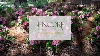 Planting Encore Autumn Bonfire Azaleas with Jim Putnam [upl. by Aiekan]