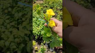 Allamanda Plant and Vines gardening propagation plantcaretips creeper monsoonplants flower [upl. by Eeslek413]