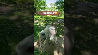 🫏Best donkey braying ever sneaking up on cute donkey Geronimo shorts donkey burro cutedonkey [upl. by Ahsyad]