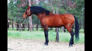 PRESELECTOSCOM YAD ALBARIÑO TOP QUALITY STALLION CONTRASTED BLOODLINES AVAILABLE FOR ANY RIDER [upl. by Aikkin]