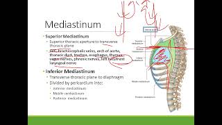 Clinical Anatomy Thorax  Mediastinum and Pericardium [upl. by Nastassia]