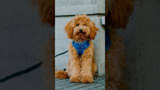 “He’s an angel to be honest” 😇 streetportraits dogphotography [upl. by Farlay]