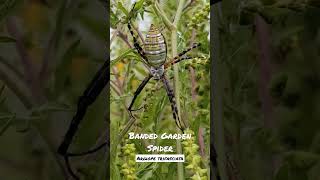 Banded Garden Spider Argiope trifasciata [upl. by Idalia]