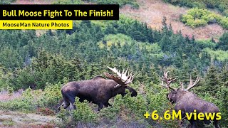 Alaska Bull Moose Fight To The Finish [upl. by Nevs]