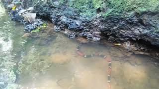 Aquatic Coral Snake Micrurus surinamensis [upl. by Archambault596]