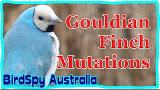 Gouldian Finch Mutations  Do you know the colours  BirdSpyAus [upl. by Cotsen]