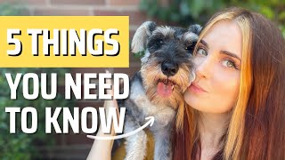 Mini Schnauzers 5 Tips You NEED to Know Before Getting One [upl. by Feeney]