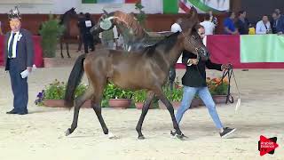 Italian Nationals 2019  Yearling Fillies Class 1B [upl. by Cassandry]