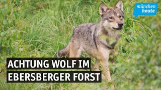 Achtung Wolf – Im Ebersberger Forst haben Bürger das Rudeltier gesichtet [upl. by Cherey871]