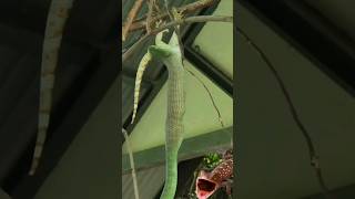 green snake having trouble swallowing gecko [upl. by Rimaa893]