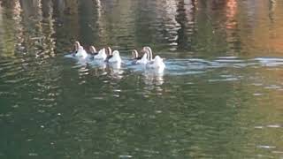 5 Geese Swim Single File amp American Coot Floats at Lake Eola Park Orlando Florida [upl. by See]