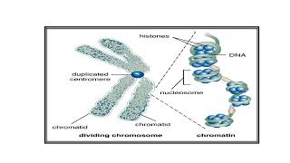 Chromosomes Video No 494 [upl. by Atnuahc]