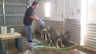 My Dogs Rotsen And Bakikik Take a bath [upl. by Amalita925]