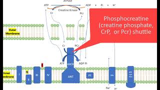 KINS 379 Phosphagen system is not just for high intense exercise [upl. by Crompton]