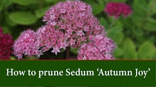 How to Prune Sedum Autumn Joy [upl. by Rezeile]