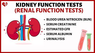 Kidney Function Tests KFTs Explained Serum Creatinine Serum Albumin BUN eGFR and Urinalysis [upl. by Anse231]