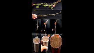 propagating bougainvillea by simple cuttings How to grow Bougainvillea From Cuttingshorts [upl. by Llesirg]