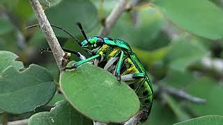 Metallic Jewel Bug selyan1980 [upl. by Wasson182]