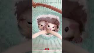 A girl saved little sugar gliders in a storm sugarglider loveanimals shorts [upl. by Hertzog]