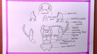 How To Draw Mouth Parts Of CockroachDraw Mouth Parts Of Cockroach Diagram [upl. by Euqirrne]