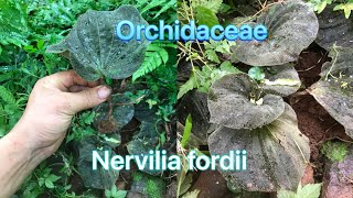 Nervilia fordii Orchidaceae precious Asian medicinal plants [upl. by Analra]