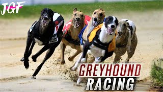 🍀 Irish Greyhound Racing 🍀 [upl. by Alahc721]