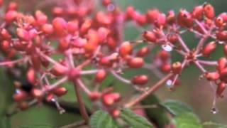 Viburnum plicatum Shasta Double File Viburnum [upl. by Ilyk371]