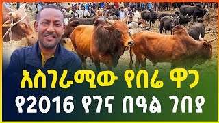 አስገራሚው የበሬ ዋጋ  የ2016 የገና በዓል ገበያ  Christmas market survey   Gebeya  Ethiopia [upl. by Ashmead]