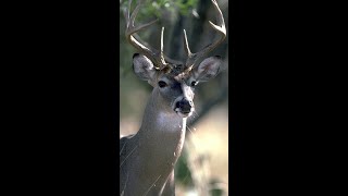 What to know about Chronic Wasting Disease [upl. by Savior]