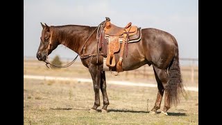 HIGH SELLER at The Horse Sale at Rancho Rio [upl. by Attayek]