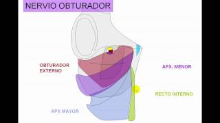 INERVACION DE MIEMBRO INFERIOR 3 [upl. by Gilboa975]