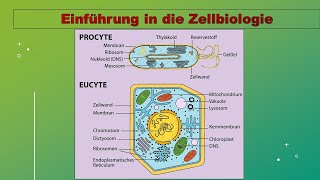 Vorlesung Zellbiologie 1 Aufbau von Zellen Zellorganellen Überblick reupload [upl. by Saisoj986]