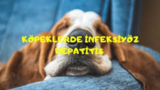 KÖPEKLERDE İNFEKSİYÖZ HEPATİTİSCANİNE İNFECTİOUS HEPATİTİS [upl. by Annahsad]