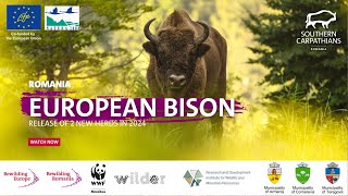 European bison release Southern Carpathians  Rewilding Europe  Rewilding Romania  WWF Romania [upl. by Lemmor565]