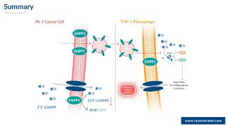 Modulation of ENPP1 Activity amp 2´3´cGAMP Degradation in Ovarian Cancer Cell Lines [upl. by Larcher188]