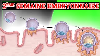 2ème Semaine du Développement Embryonnaire  Embryologie Humaine [upl. by Anawit]