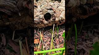 Giant hornet nest on the ground nature shorts bee [upl. by Nosnek247]