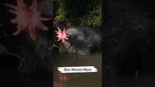 Incredible Star Nosed Mole shorts [upl. by Emlin803]