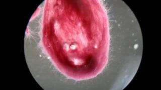 Cyanobakterien unter dem Mikroskop  Cyanobacteria under Microscope  Official Video [upl. by Iroak]