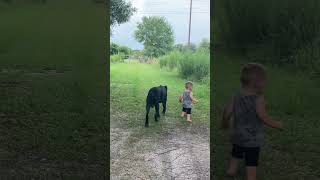 canecorso bigdog italianmastiff doglover giantdog guarddog dogs corso [upl. by Ebert268]