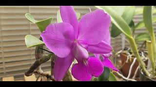 Cattleya walkeriana 4n in bloom  Some Care Tips [upl. by Ynohta]