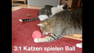 Drei Katzen spielen Ball [upl. by Tarabar]