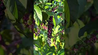 Phytolacca Americana or American Pokeweed nature plants fruit naturebeautymusic NatureampLife [upl. by Ioved]