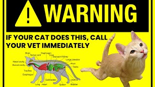 Why Does A Cat Drag Its Hind Legs  Cat Behavior Explained diagnosis prevention amp cure [upl. by Rowe]