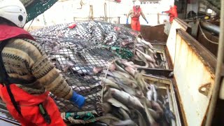 Fishing and Processing on a Freezing Trawler [upl. by Narba]