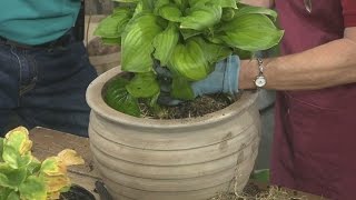 Dividing and Potting Hostas [upl. by Torrin]