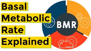 Basal Metabolic Rate BMR Explained [upl. by Analat]